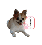 ペェシィココ（個別スタンプ：11）