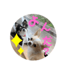 ペェシィココ（個別スタンプ：13）