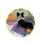 ペェシィココ（個別スタンプ：15）