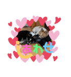 ペェシィココ（個別スタンプ：21）