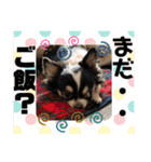 ペェシィココ（個別スタンプ：22）