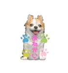 ペェシィココ（個別スタンプ：27）