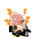 ペェシィココ（個別スタンプ：31）