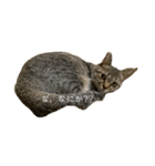 パズー元保護猫（個別スタンプ：1）