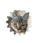 パズー元保護猫（個別スタンプ：2）