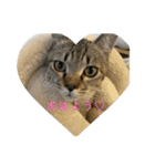 パズー元保護猫（個別スタンプ：3）
