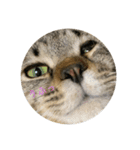 パズー元保護猫（個別スタンプ：4）