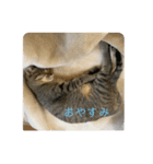 パズー元保護猫（個別スタンプ：5）