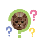 パズー元保護猫（個別スタンプ：6）