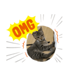 パズー元保護猫（個別スタンプ：7）
