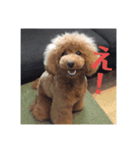 私の愛犬ちゃんスタンプ2（個別スタンプ：1）