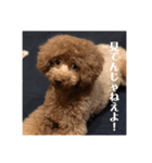 私の愛犬ちゃんスタンプ2（個別スタンプ：2）