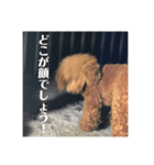 私の愛犬ちゃんスタンプ2（個別スタンプ：3）