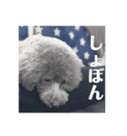 私の愛犬ちゃんスタンプ2（個別スタンプ：5）