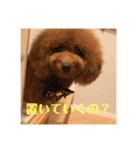私の愛犬ちゃんスタンプ2（個別スタンプ：6）
