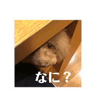 私の愛犬ちゃんスタンプ2（個別スタンプ：7）