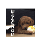 私の愛犬ちゃんスタンプ2（個別スタンプ：8）
