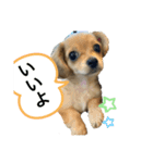 りゅうくんのスタンプさん（個別スタンプ：4）