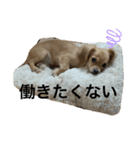 りゅうくんのスタンプさん（個別スタンプ：6）