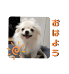 ポメラニアンこまち（個別スタンプ：3）