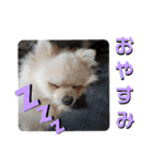ポメラニアンこまち（個別スタンプ：4）