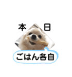 ポメラニアンこまち（個別スタンプ：5）