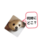 ポメラニアンこまち（個別スタンプ：10）