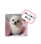 ポメラニアンこまち（個別スタンプ：15）