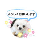 ポメラニアンこまち（個別スタンプ：16）