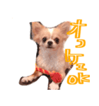 ルルちゃん今日も元気（個別スタンプ：1）