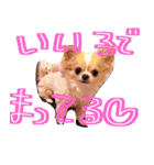 ルルちゃん今日も元気（個別スタンプ：2）