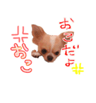 ルルちゃん今日も元気（個別スタンプ：3）