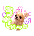 ルルちゃん今日も元気（個別スタンプ：5）