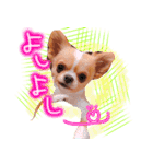 ルルちゃん今日も元気（個別スタンプ：7）