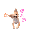 ルルちゃん今日も元気（個別スタンプ：10）