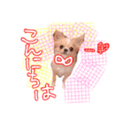 ルルちゃん今日も元気（個別スタンプ：24）