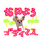 ルルちゃん今日も元気（個別スタンプ：25）