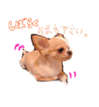 ルルちゃん今日も元気（個別スタンプ：28）