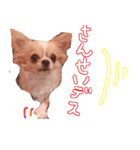 ルルちゃん今日も元気（個別スタンプ：35）