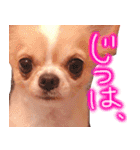 ルルちゃん今日も元気（個別スタンプ：38）