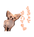 ルルちゃん今日も元気（個別スタンプ：39）