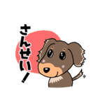 ミニチュアダックスのチョコくん（個別スタンプ：24）