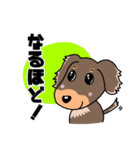 ミニチュアダックスのチョコくん（個別スタンプ：36）
