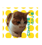 ゆるあいさつ★猫だから（個別スタンプ：1）