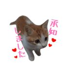 ゆるあいさつ★猫だから（個別スタンプ：11）