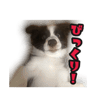 ボーダーコリーのアルトくん（パピー編）（個別スタンプ：2）