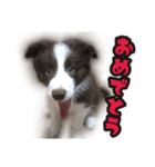 ボーダーコリーのアルトくん（パピー編）（個別スタンプ：3）