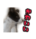 ボーダーコリーのアルトくん（パピー編）（個別スタンプ：4）