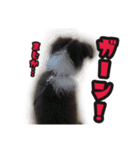 ボーダーコリーのアルトくん（パピー編）（個別スタンプ：6）