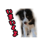 ボーダーコリーのアルトくん（パピー編）（個別スタンプ：7）
